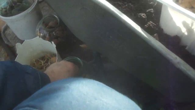 4108 Новые способы посадки и ухода за картофелем смотреть онлайн