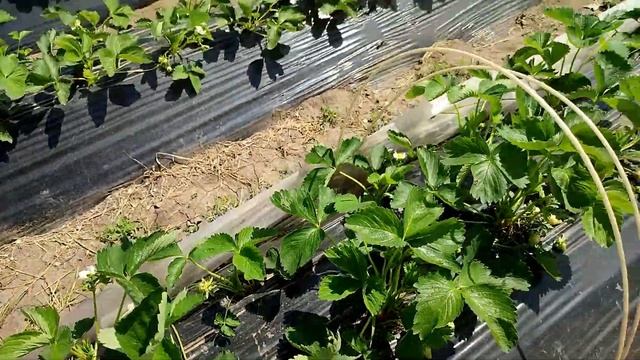 Ягода начинает краснеть в открытом грунте. 8 мая 2021 смотреть онлайн