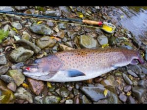 Кино Наша река