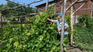 Полуарочная шпалера изготовлена.