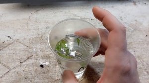 Спасаю черенки гортензии, что делать с черенками если они вянут?