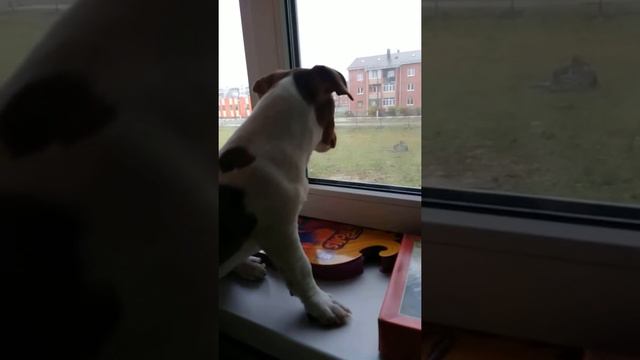 Джек рассел терьер