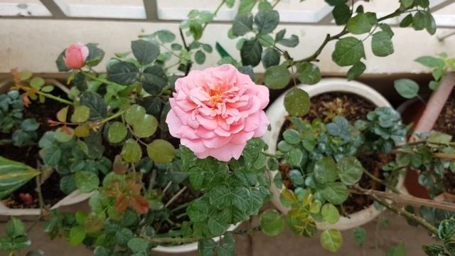 Princess Alexandra of Kent rose смотреть онлайн