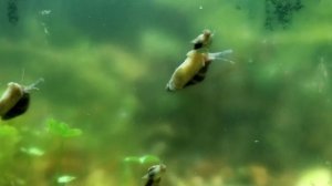 Улитка Хелена. Улитка пожирающая других. Кормление и Содержание улиток. Размножение Хелены.