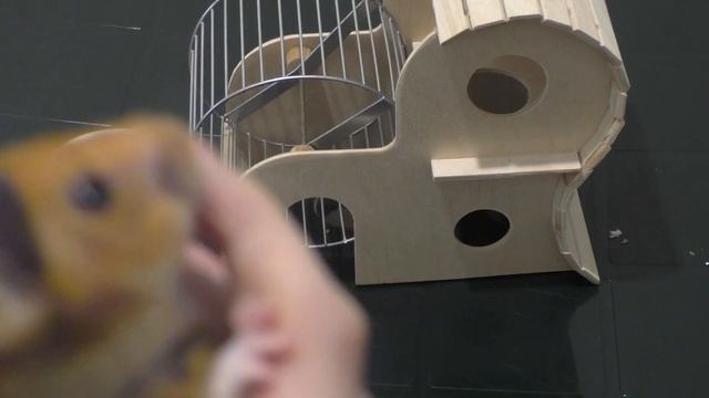 ХОМКИ. Какие звуки издает хомяк? Почему пищит сирийский хомяк? Завести хомяка.
