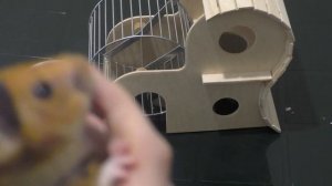 ХОМКИ. Какие звуки издает хомяк? Почему пищит сирийский хомяк? Завести хомяка.