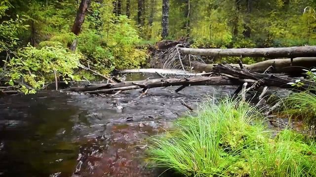Forest River Relax video · (music without copyright) (Фоновая музыка для внимания) смотреть онлайн