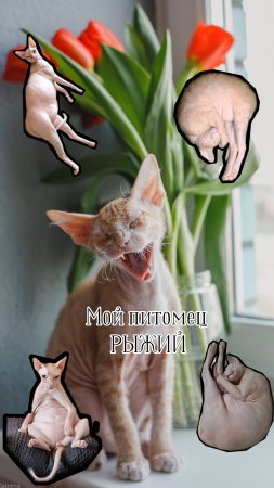 МОЙ ПИТОМЕЦ🐯