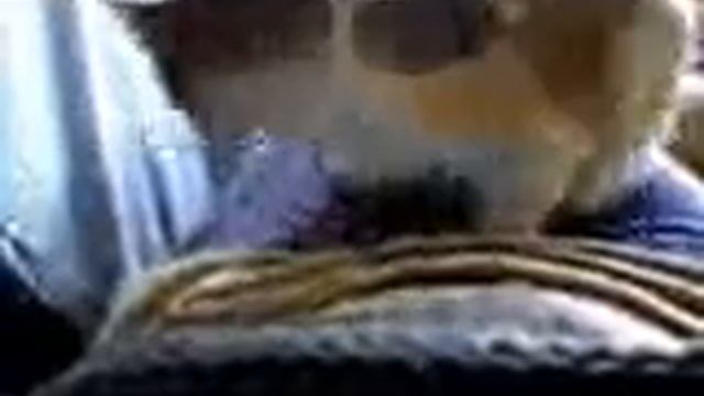 Кошачья гимнастика смотреть онлайн