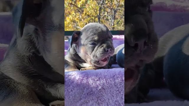 французский бульдог ангел или нет ? смотря какой характер и как воспитаете французского бульдога смотреть онлайн