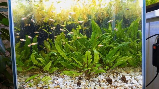 Мальки моллинезии через 2,5 недели в маленьком аквариуме #nik_72 смотреть онлайн