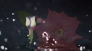 ЦВЕТЫ РАСПУСКАЮТСЯ ПОД МУЗЫКУ...