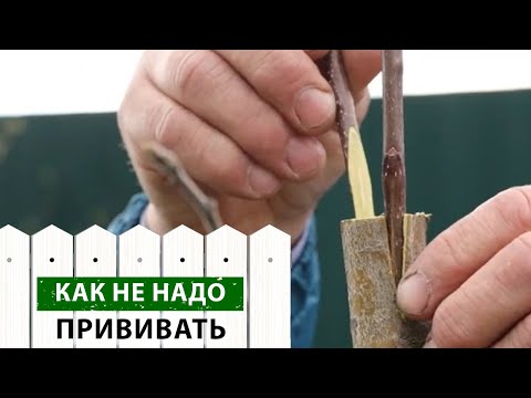 Как не надо прививать
