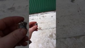 Разбор 406 двигателя из-за втулки шатуна