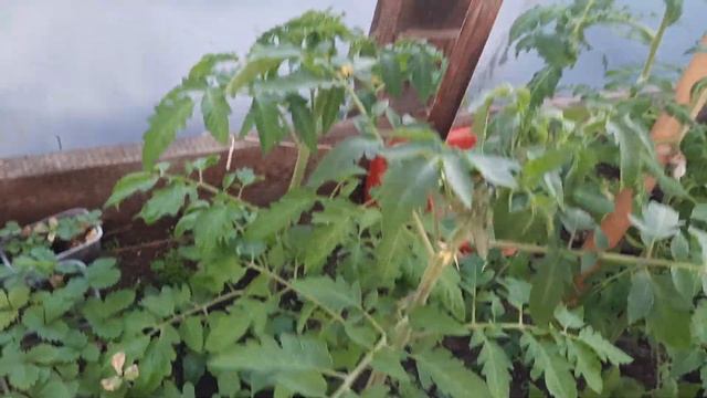 Прогулка по огороду 29 мая 2021. смотреть онлайн