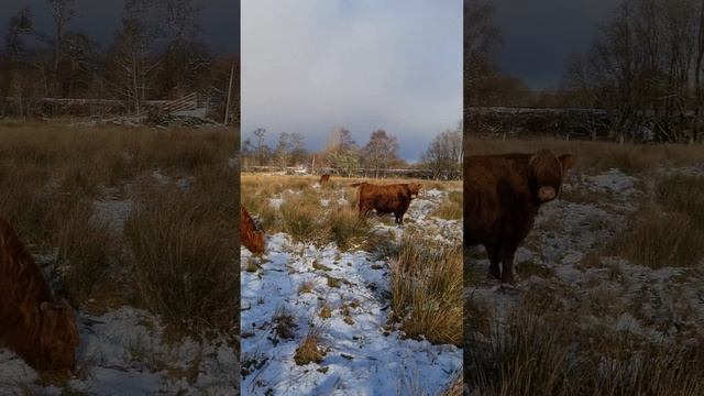 Шотландские коровы.  Scottish cows.