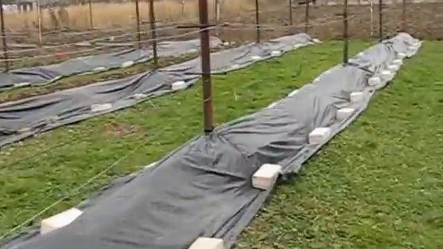 Укрытие винограда на зиму смотреть онлайн