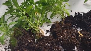 Эти цветы с лёгкостью заменят петунию в вашем саду!