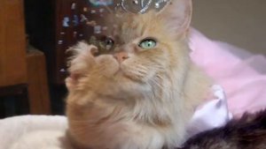 песня  Рыжый кот мурлыка