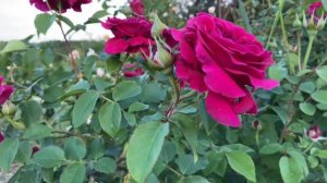 William Shakespeare 2000 is one of the most fragrant and noticeable rose varieties in my garden