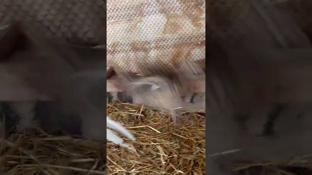 ФАЗАН ?СЕРЕБРЯНЫЙ САМЕЦ, ОХОТНИЧЬЯ САМКА, РУМЫНСКАЯ САМКА. смотреть онлайн