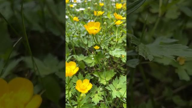 Жовтець (лютик) багаторічна рослина. Отруйні квіти. смотреть онлайн