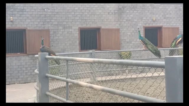 peacock #Farm in Lahore#Green java #Riaz TM farm смотреть онлайн
