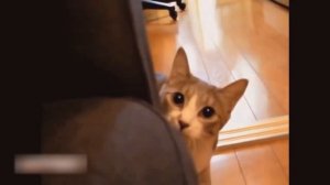 Приколы с кошками - безумный кот