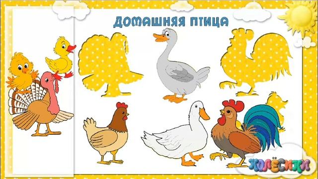 Развивающие занятия: Найти тень - домашняя птица, развитие ребенка смотреть онлайн