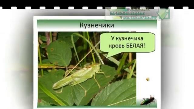 Презентация на тему Отряды насекомых Таракановые, Прямокрылые, Уховёртки, Подёнки (natalina) смотреть онлайн