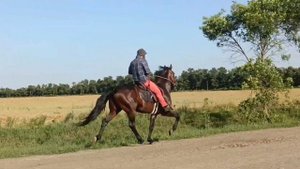 Спирит. Американский рысак. Иноходец продаётся 500тр.