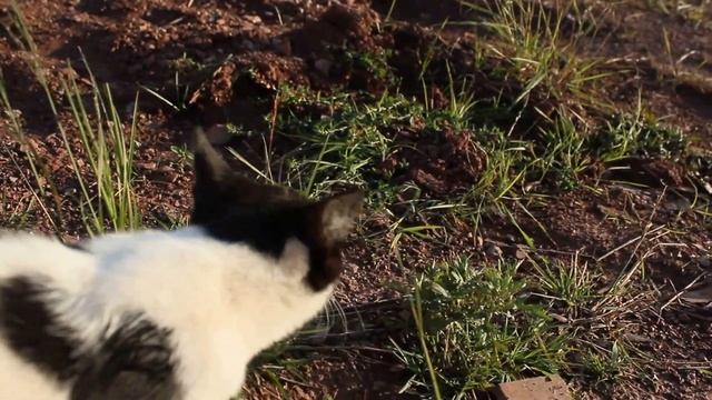 CANON 600D тест видео смотреть онлайн