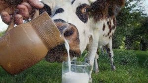 Продажа молочной продукции как бизнес