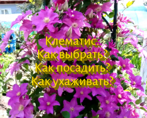 Клематис. Как выбрать? Как посадить? Как ухаживать?