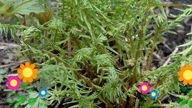 Кочедыжник ниппонский Дрез Дагер. Краткий обзор, описание athyrium niponicum Dre's dagger