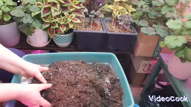 Замена грунта у пеларгоний/ какой объем горшка выбрать 🌺🌺🌺 смотреть онлайн