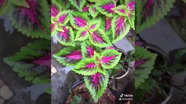 Watermelon coleus 2 week’s after pruning смотреть онлайн