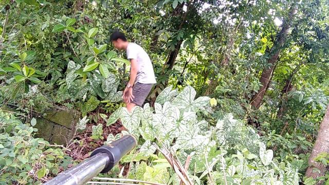 Buhay Probinsya | Searching the Caladium. смотреть онлайн