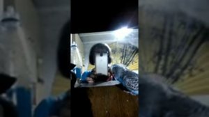 Господи помилуй, Гоша птичка хорошая. Говорящий попугай. Смотреть до конца