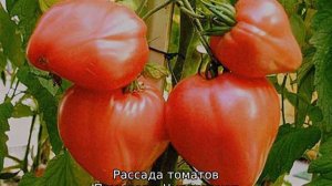 Томат Чудо Земли