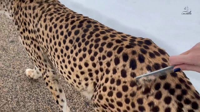 Герда не даёт вычесать колтуны.. смотреть онлайн