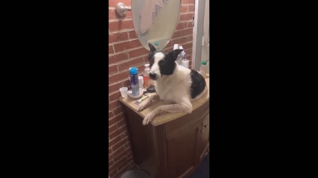 Лучшая подборка приколов про кошек и собак смотреть онлайн