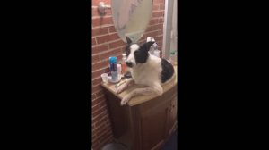 Лучшая подборка приколов про кошек и собак