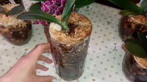 Суспензия Хлореллы | Полив Орхидей в Закрытой Системе с БиоСтимулятором