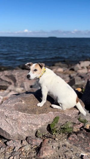 Вот кто совсем не хочет на море 🐶🌊