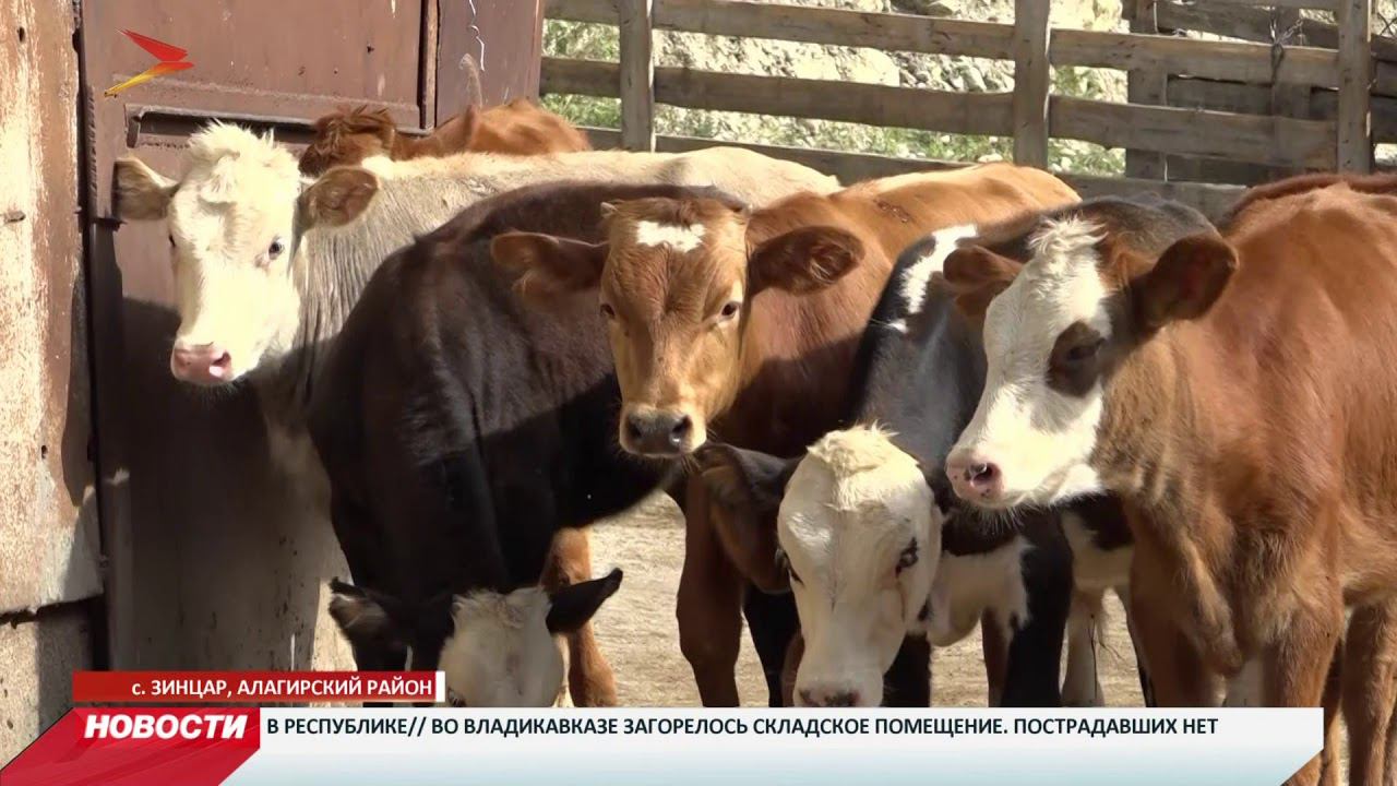 Вячеслав Битаров посетил подсобное хозяйство Бимболата Зембатова в с  Зинцар