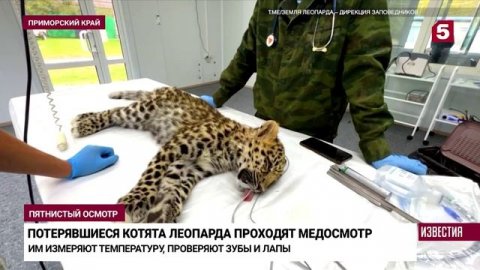 В Приморье спасли замерзавших в сугробе детенышей амурских леопардов