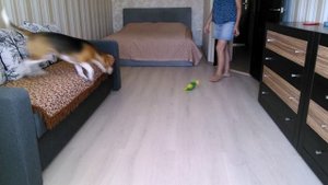 Бигль, охота на утку. Beagle, duck hunting