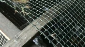 Схема  пропойки бройлеров