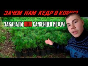 Получили САЖЕНЦЫ КЕДРА | Кедры РОССИИ | Начинается посадка кедров в Республике Коми